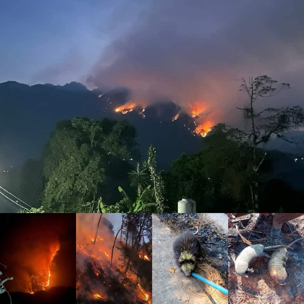 Cientos de animales han muerto quemados en incendio de Quimixtlan; a 10 días de iniciado, apenas hoy se sumará helicópteros de Marina a&nbsp;ayudar.