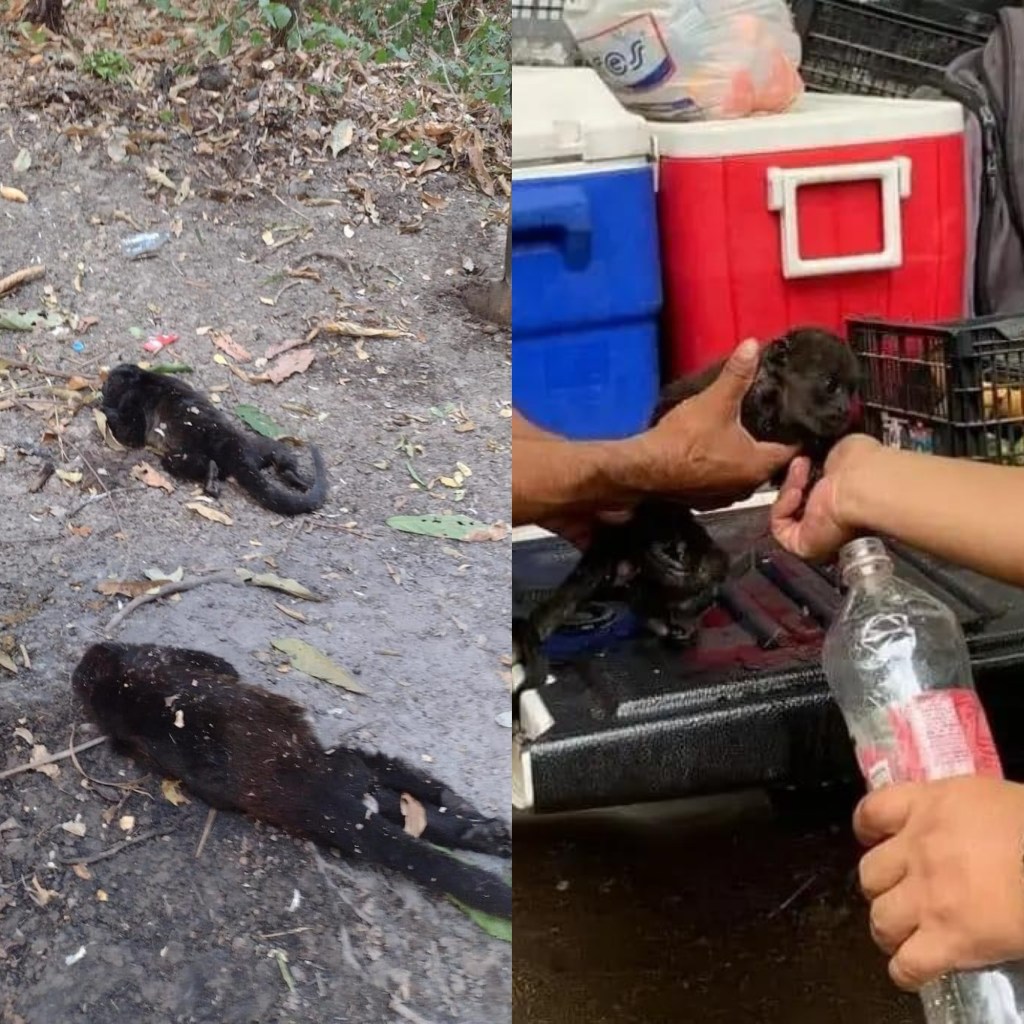 Han muerto 21 monos en Veracruz, otros se han desplazado a zonas donde hay agua y&nbsp;frutos.
