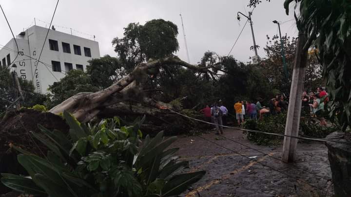 Cae árbol de más de 70 años de&nbsp;antigüedad.