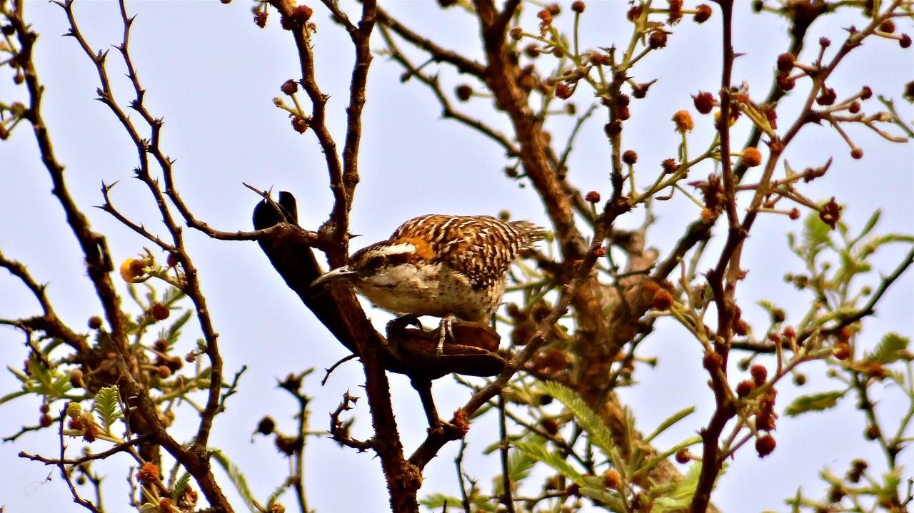 Clasifican a La “Matraca Veracruzana” como ave endémica de Veracruz.