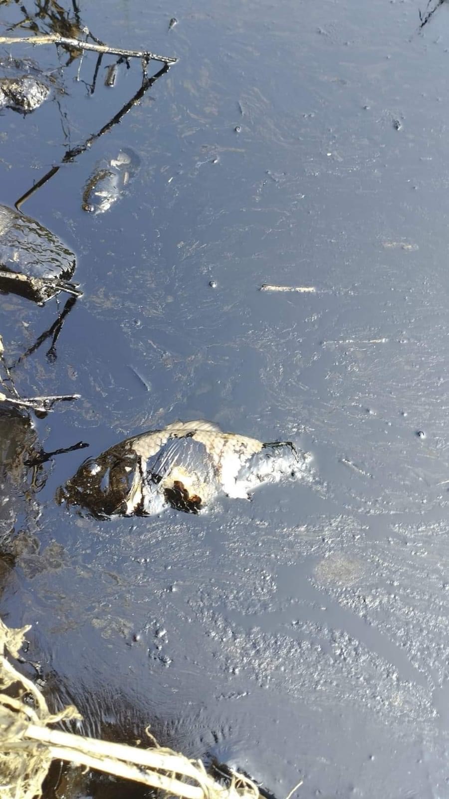 Es ASEA la que debe hacerse cargo de remediar derrame de hidrocarburos en Papantla; se deslinda&nbsp;SEDEMA