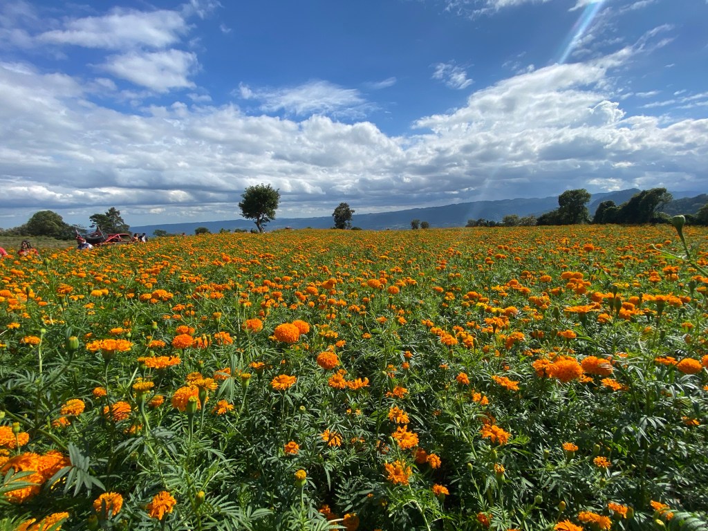 Festival de la Flor de Cempasúchil en Paxtepec y San Pablo Coapan este 19 y 20 de&nbsp;octubre.