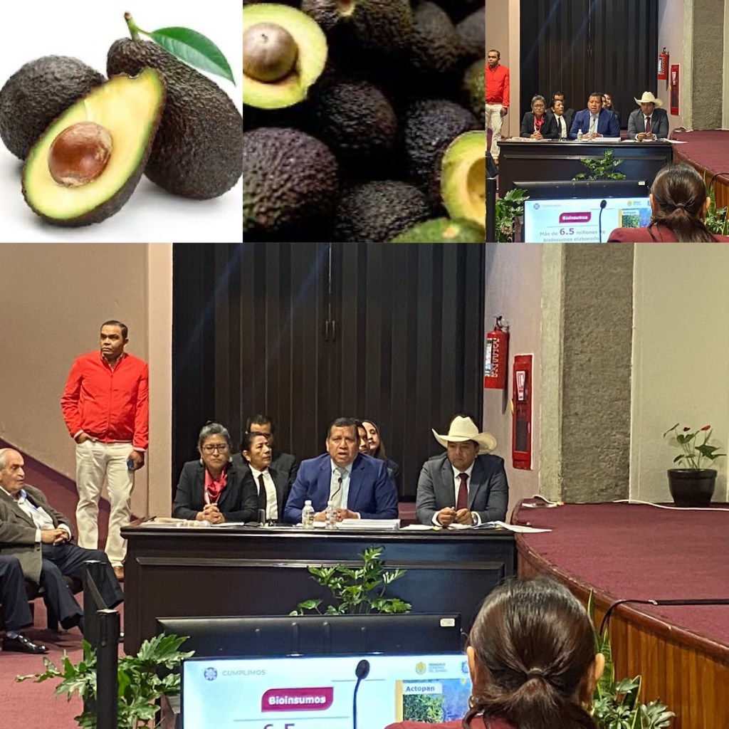 Alerta en Veracruz por la expansión del cultivo de aguacate Hass; impulsado por el crimen&nbsp;organizado.
