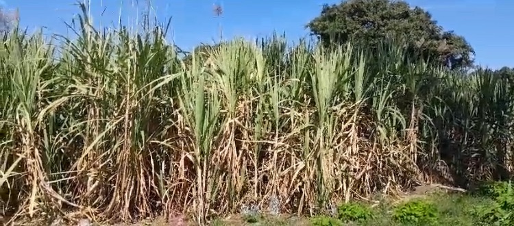 Sequía produjo 20 por ciento menos caña en Veracruz, habría menos azúcar en 2025