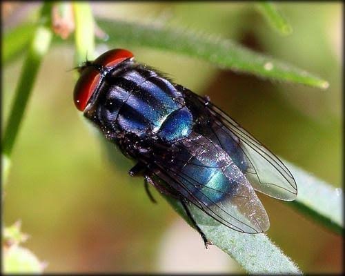 El caso del becerro con gusano barrenador por el cual se le cerró la frontera a México en la exportación de carne, nació en Ixhuatlán de Madero, no fue transportado de otro&nbsp;sitio
