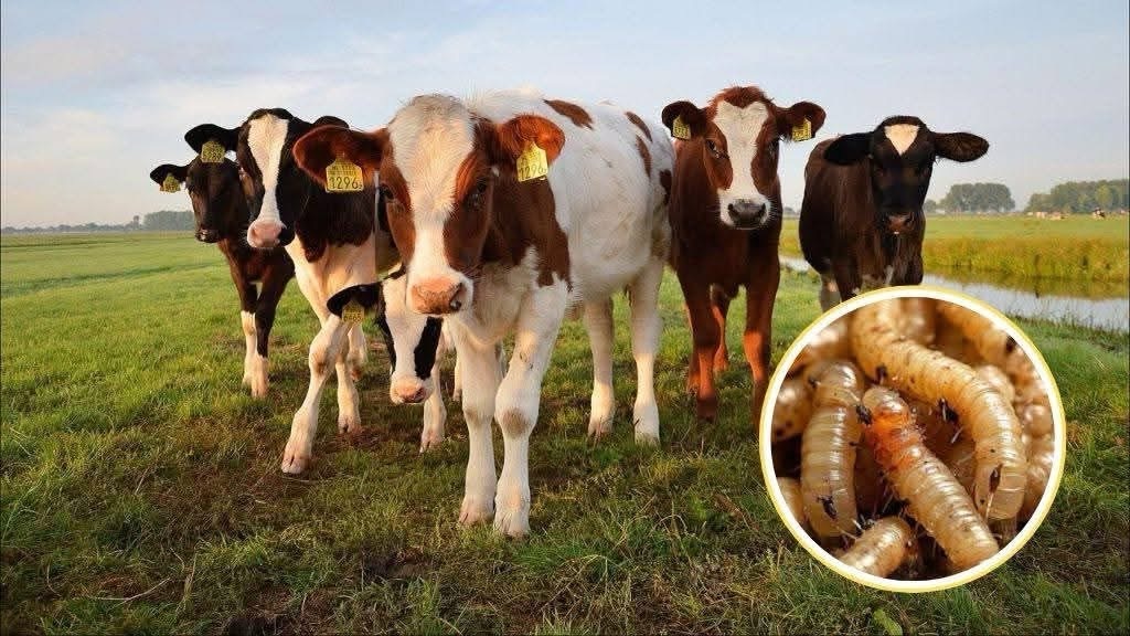 Hay presencia de gusano barrenador en 14 municipios de&nbsp;Veracruz