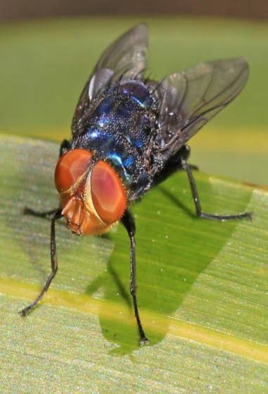 Casetas fitosanitarias desechas en Las Choapas y Jesús Carranza. Por qué cree Nahle que entró de forma clandestina el ganado que se halló con gusano&nbsp;barrenador?