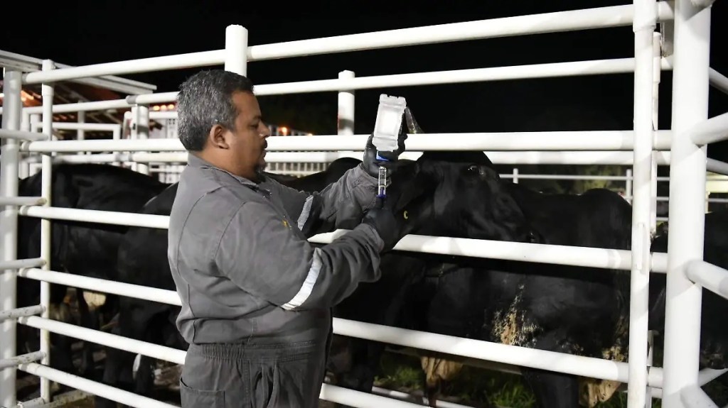 Crece gusano barrenador en Veracruz y se corre riesgo que EU cierre por completo la frontera a la exportación de ganado veracruzano:&nbsp;CNC