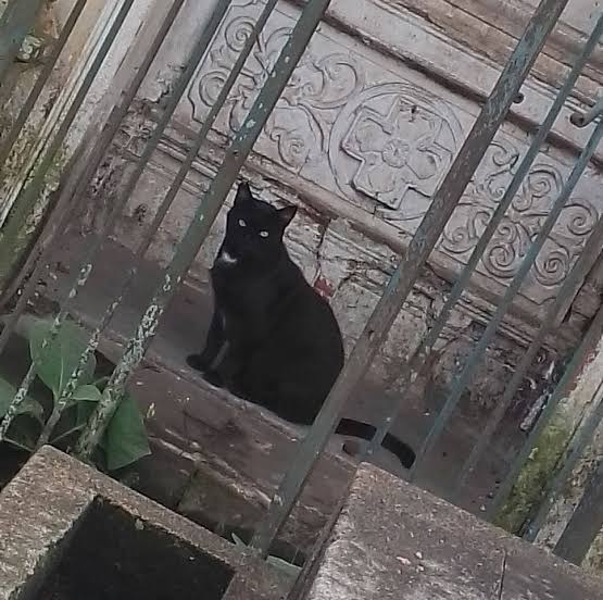 Confirma ayuntamiento de Xalapa envenenamiento de gatitos del panteón 5 de&nbsp;febrero