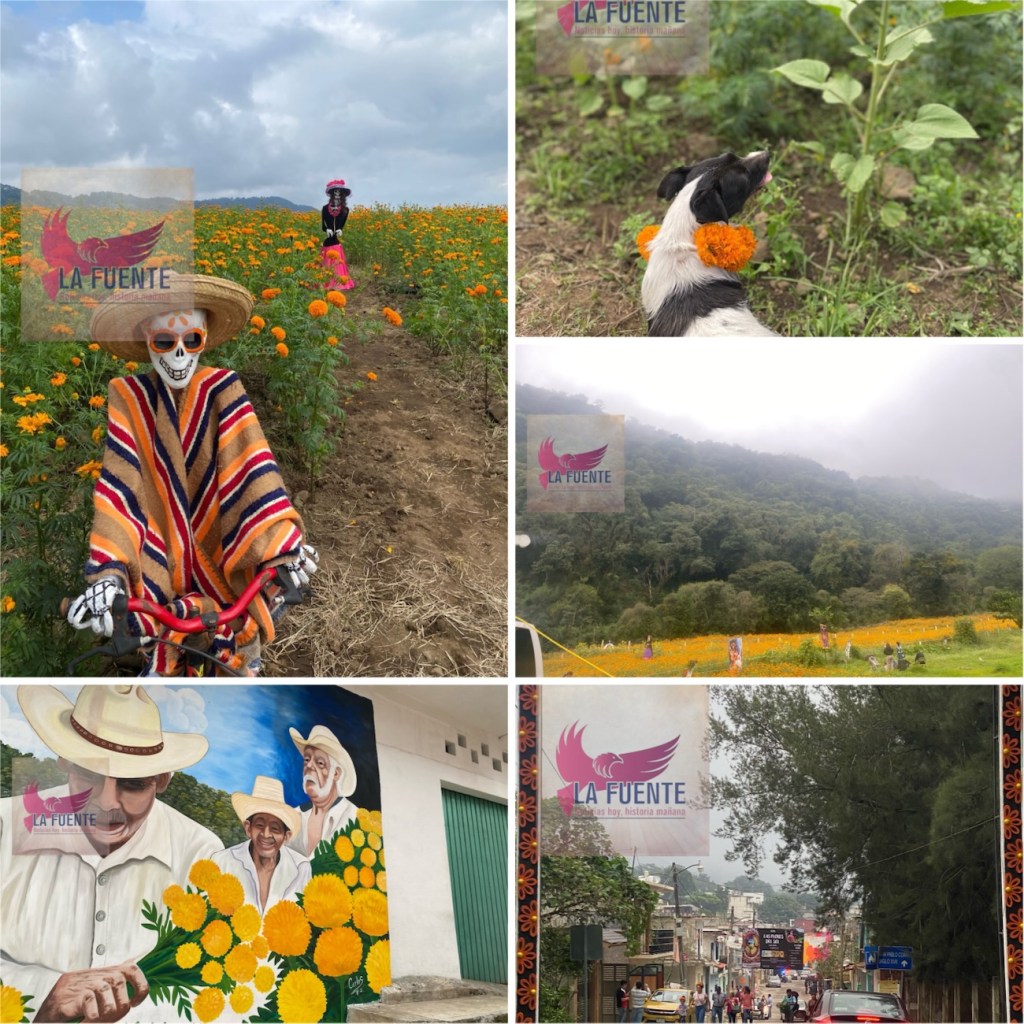 Inicia corte de cempasúchil en San Pablo Coapan; el lugar se llena de turismo, algarabía, sabores y olor a la montaña y pan de leña con café de&nbsp;altura