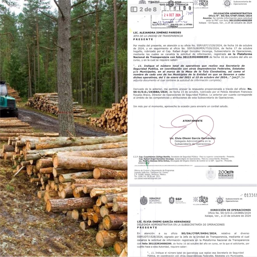 En Veracruz, la motosierra del crimen organizado avanza a un ritmo que la justicia no logra&nbsp;seguir.
