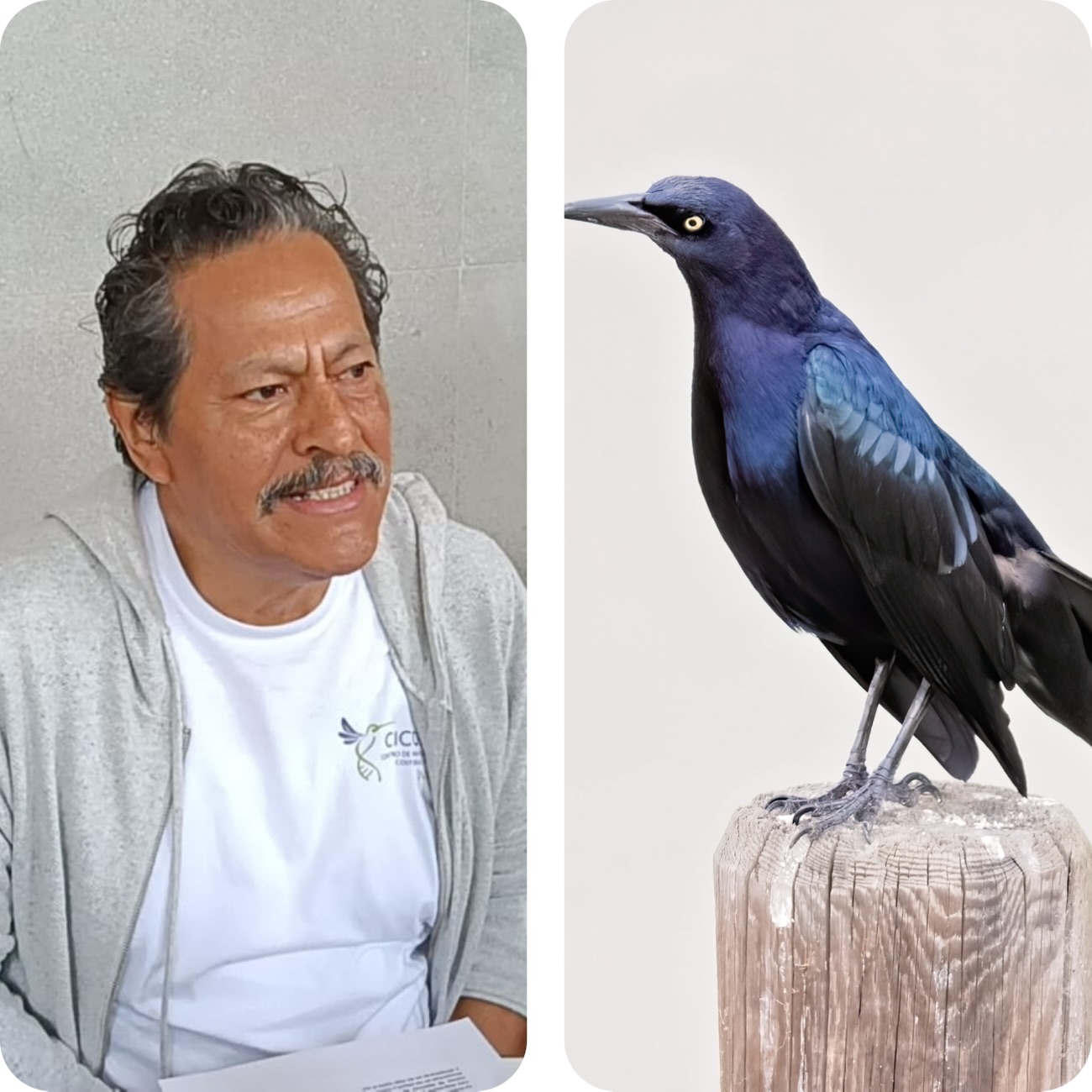 Ya viene el 27 festival de Aves y Humedales en La Mancha, Actopan; no debe sorprender cómo llegó el zanate mexicano a Corea que se ha vuelto viral, porque las aves e insectos viajan y migran de esta forma: Dtr INECOL AC