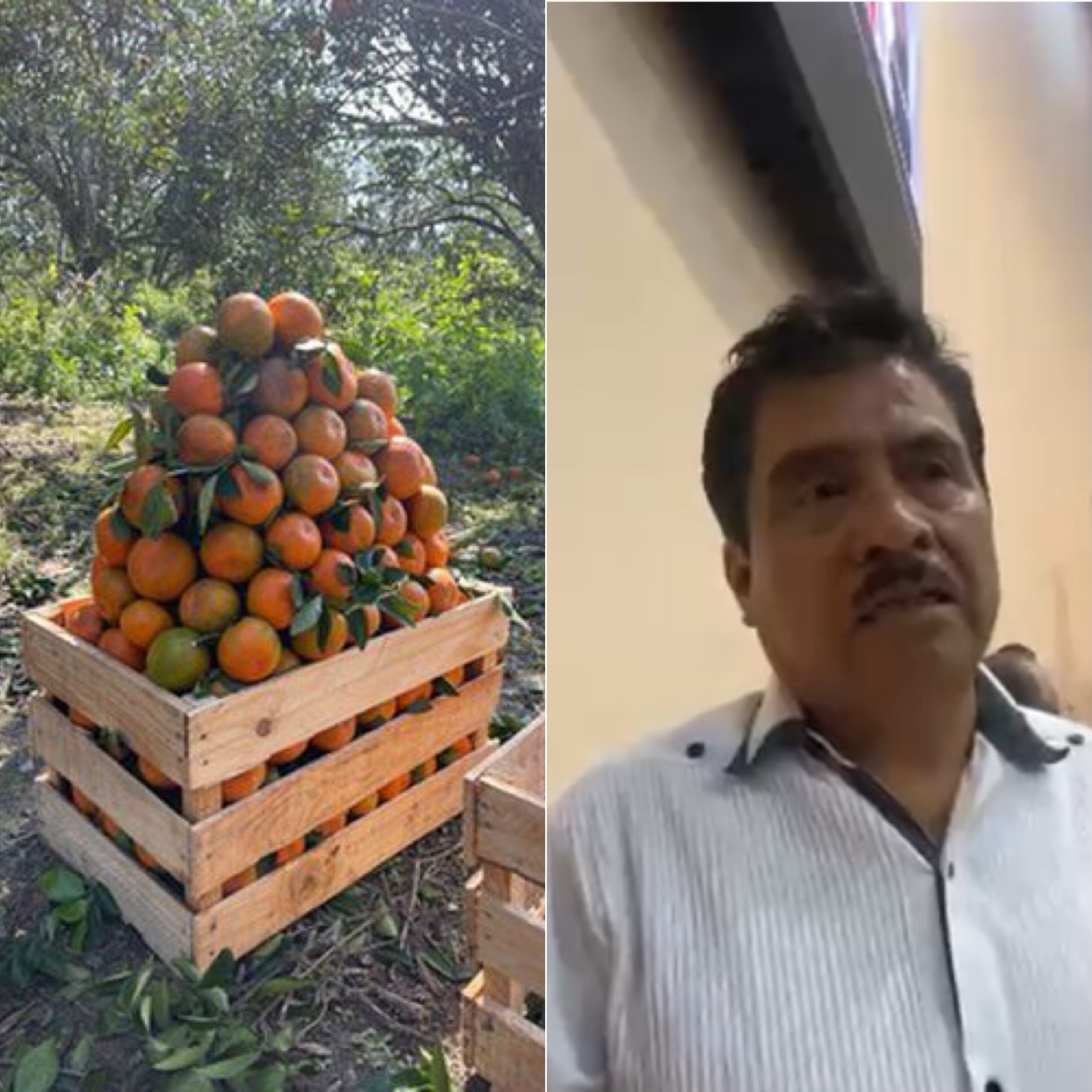 Gobierno federal tiene déficit de coordinación en entrega de apoyos al campo; además deja a productores fuera o con pocos apoyos, como los cítricos: Dip Edgar Díaz