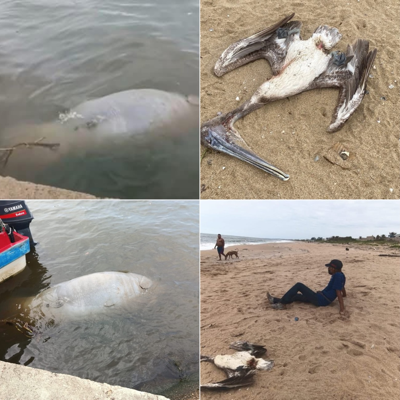 Manatí y pelícano aparecen sin vida en playas de Coatzacoalcos