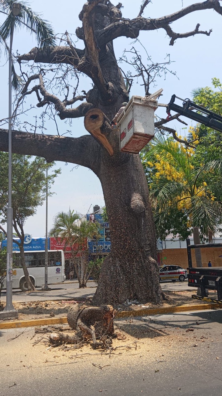 Retiran ceiba de 150 años en el centro de Veracruz por riesgo de colapso