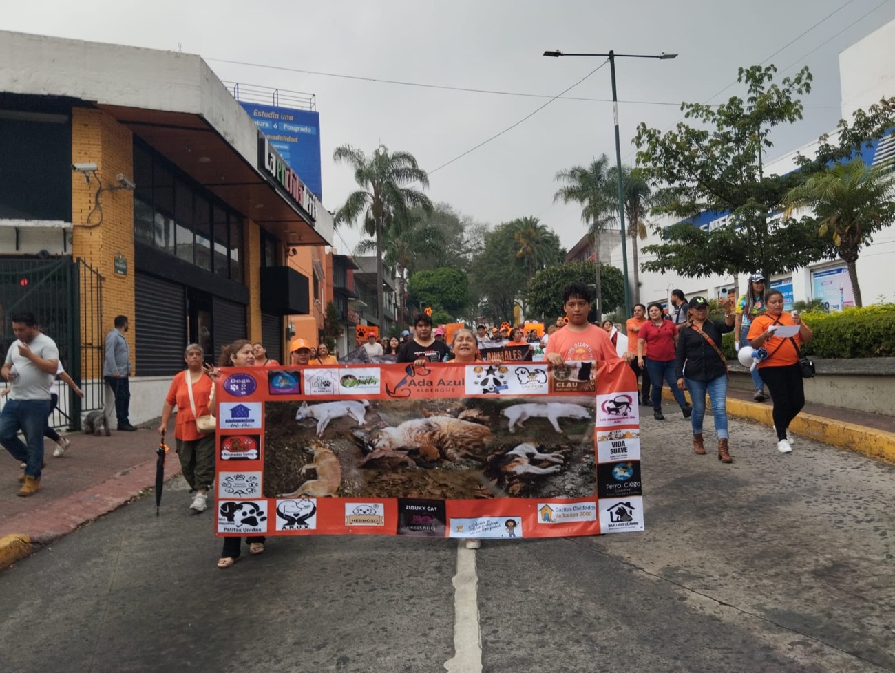 Marchan activistas por envenenamientos de perros y gatos en Xalapa