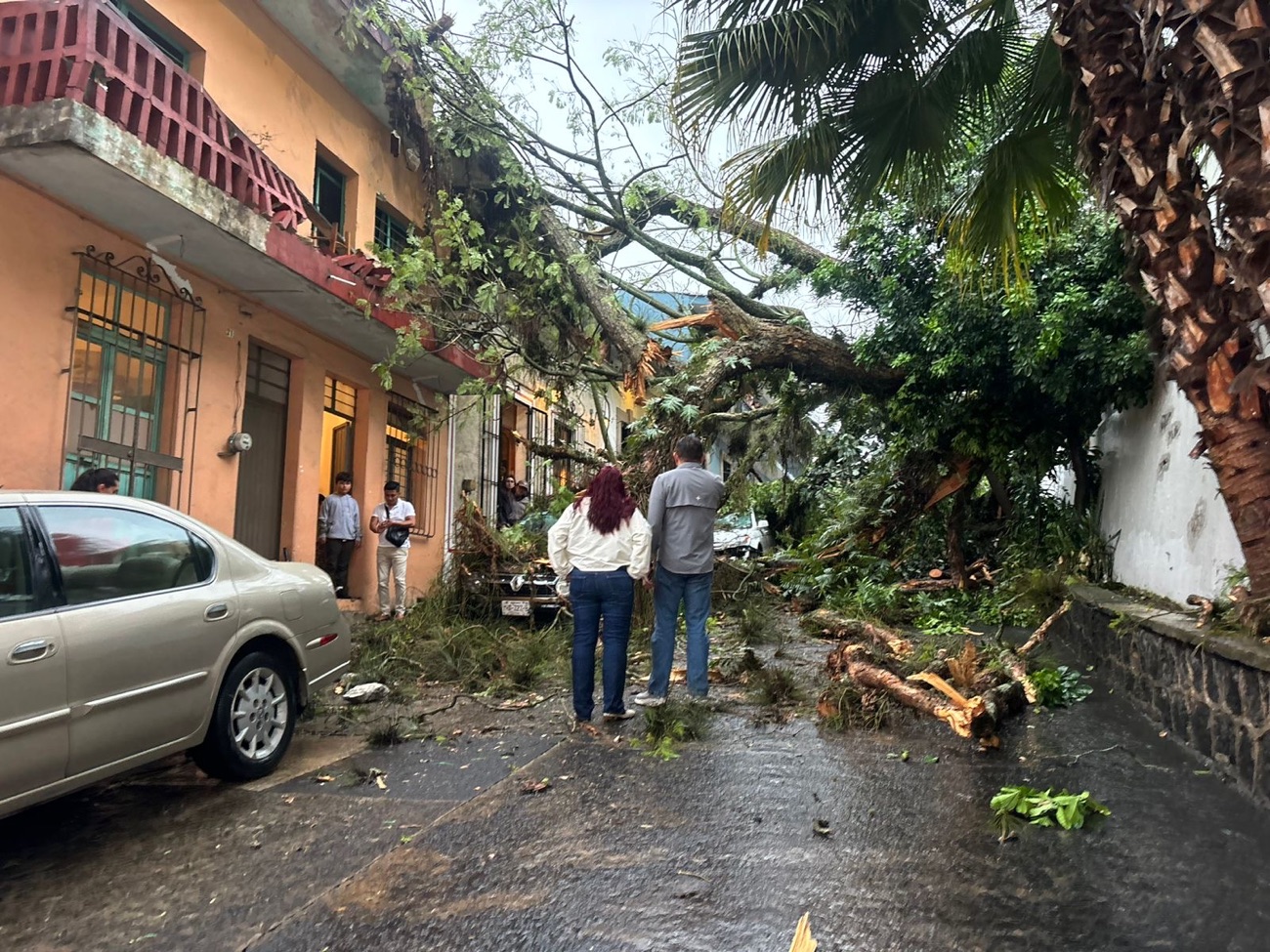 Dos grandes árboles cayeron hoy en Xalapa, en el centro histórico y en calle Acueducto